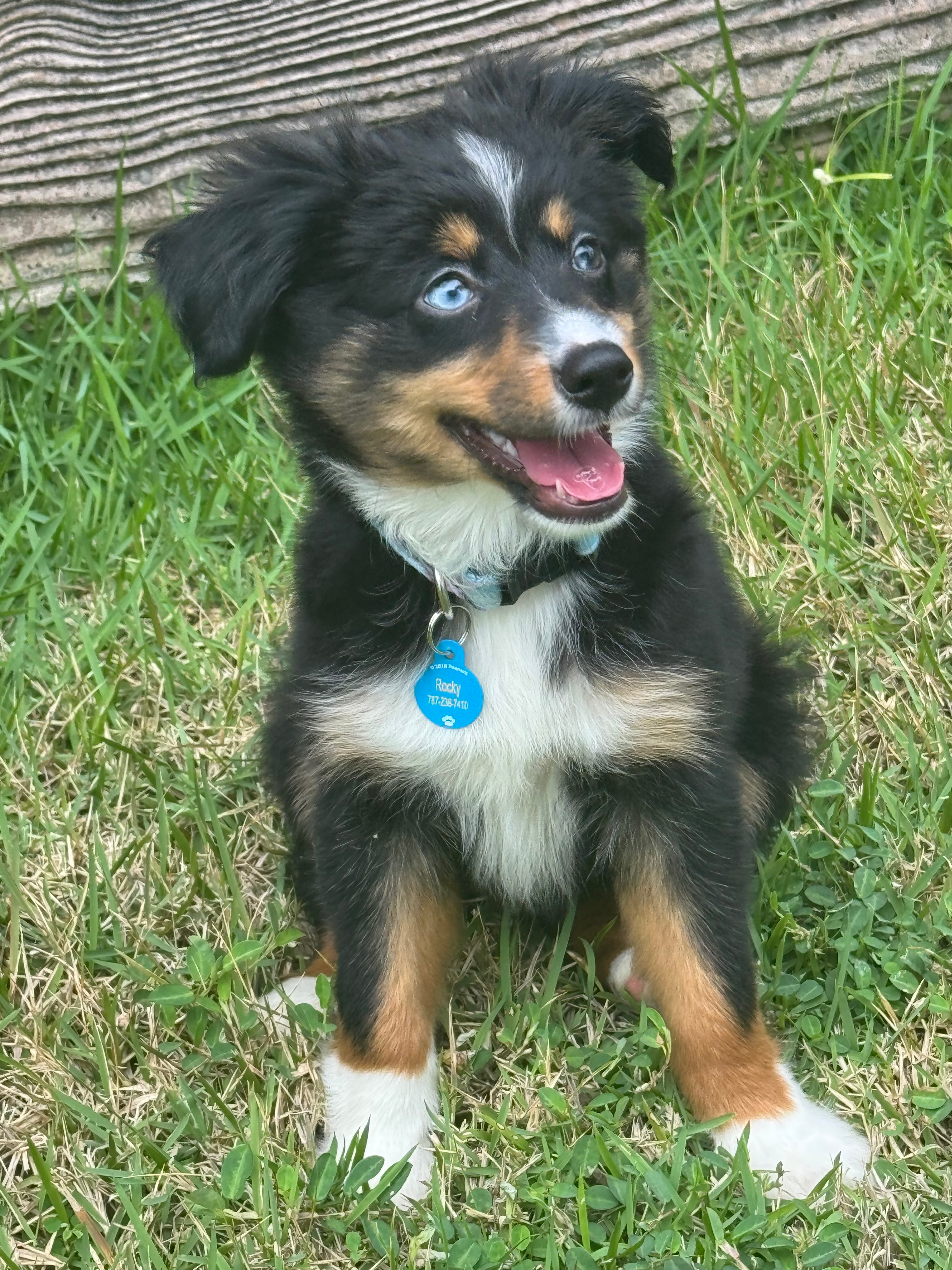 Popular Mini Aussie Purebred Pup