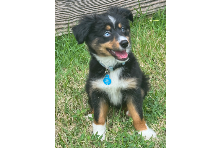 Popular Mini Aussie Purebred Pup