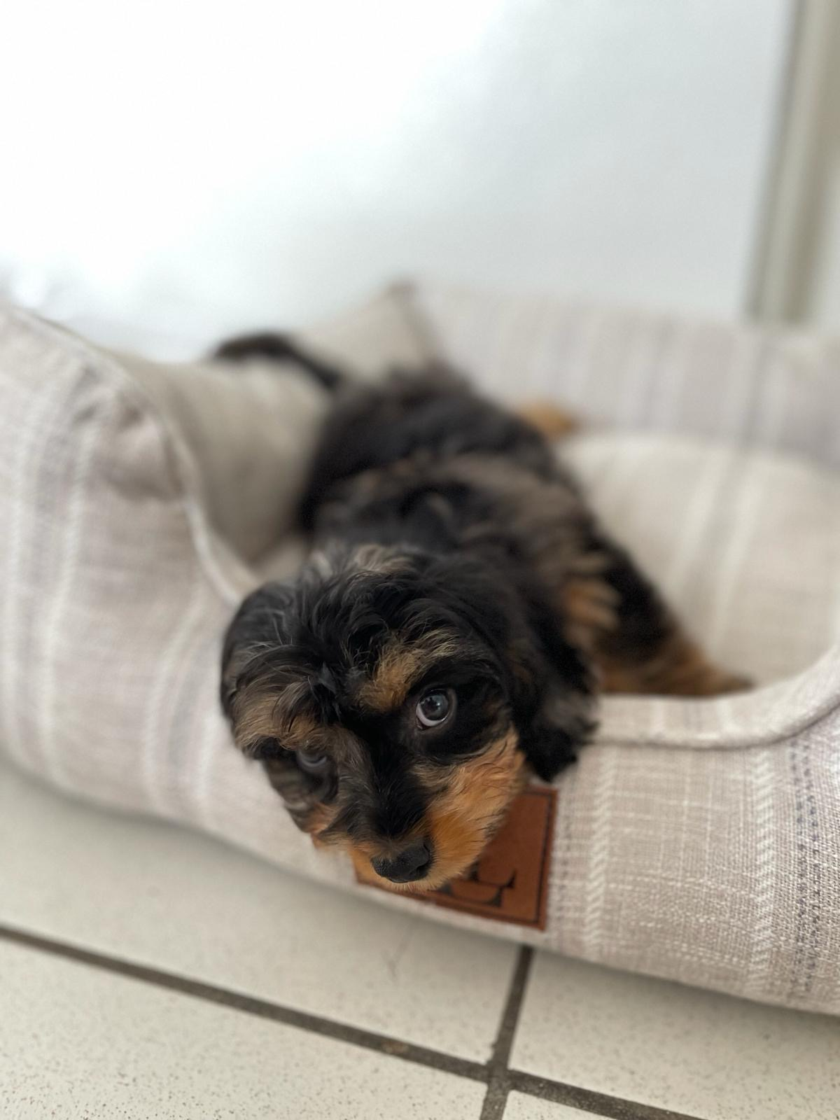 Cute Cavoodle Poodle Mix Puppy