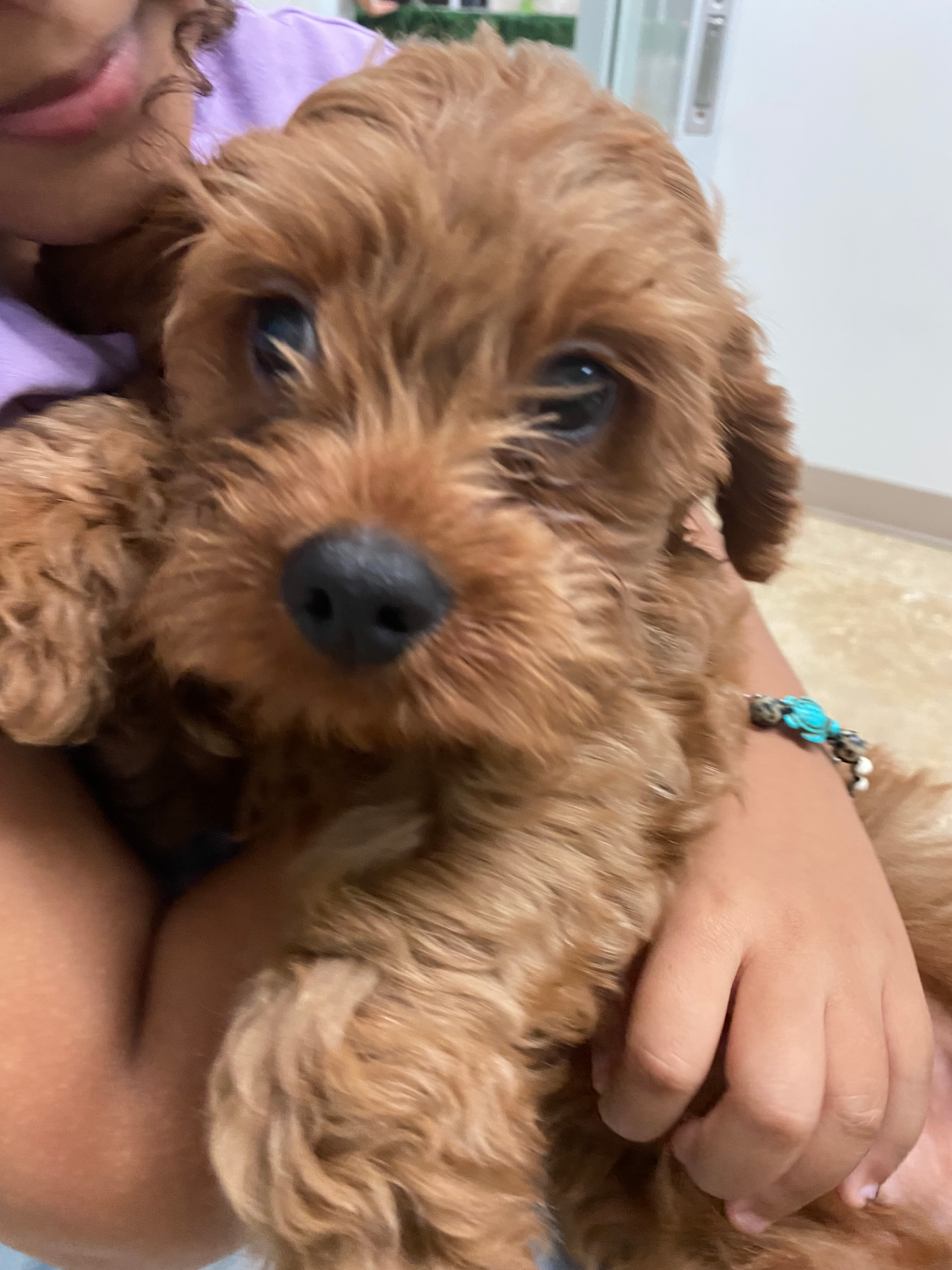 Best Cavapoo Baby