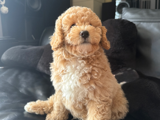Mini Goldendoodle