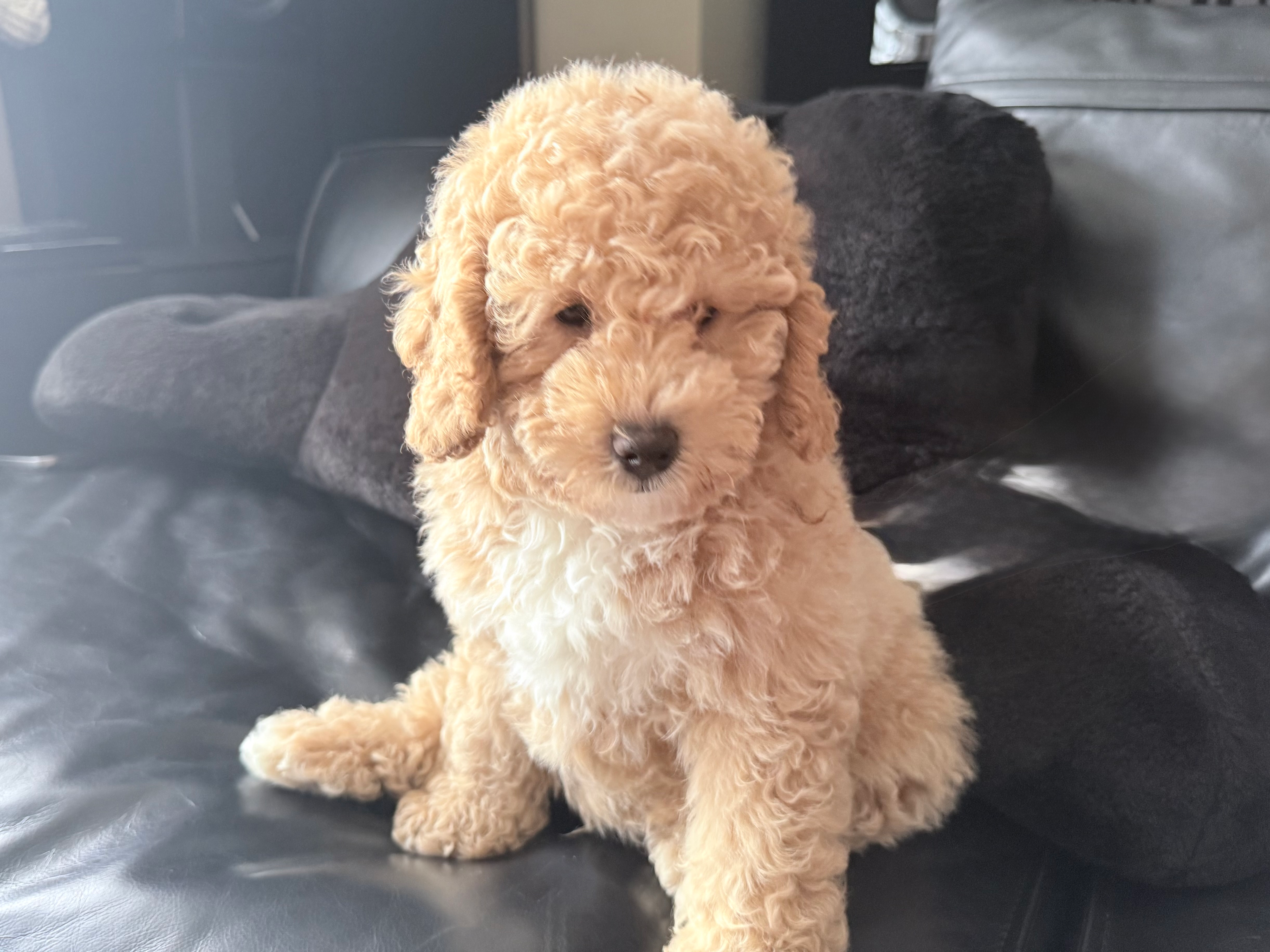 Popular Mini Goldendoodle Poodle Mix Pup