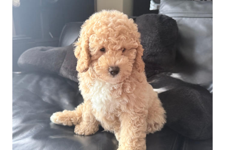 Popular Mini Goldendoodle Poodle Mix Pup