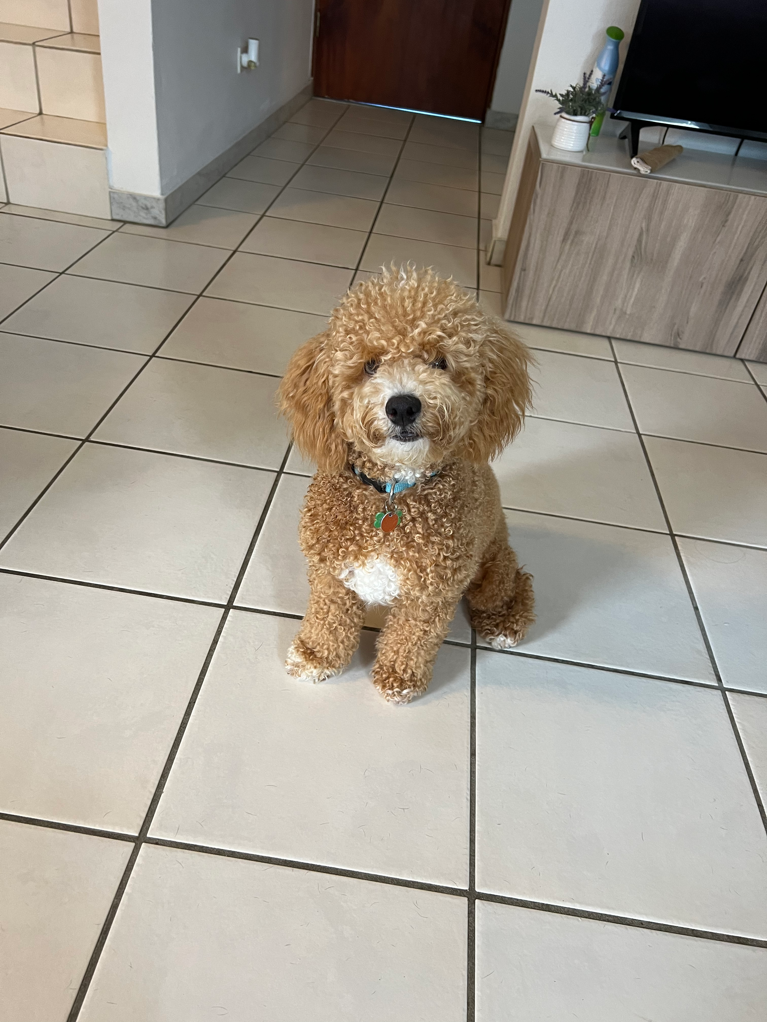 Cute Pudle Purebred Puppy