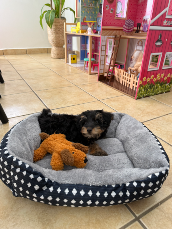 Yorkie Poo