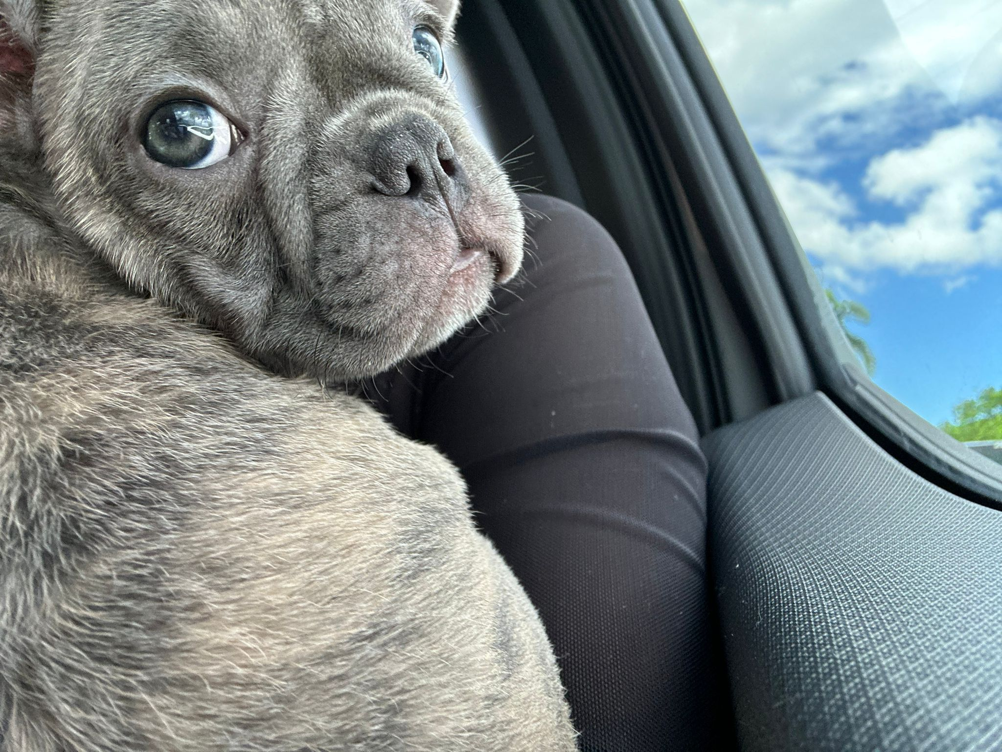Best French Bulldog Baby