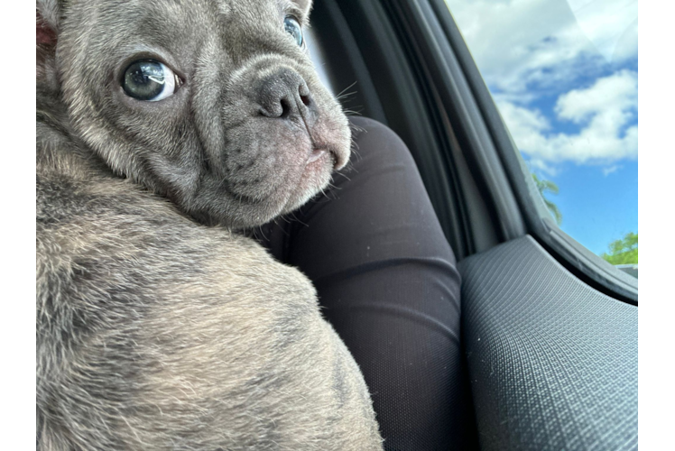 Best French Bulldog Baby