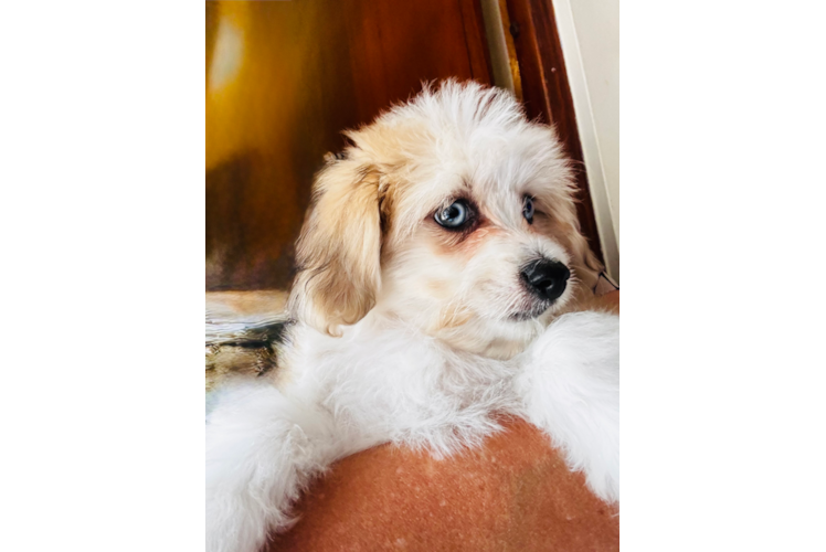 Best Aussiechon Baby