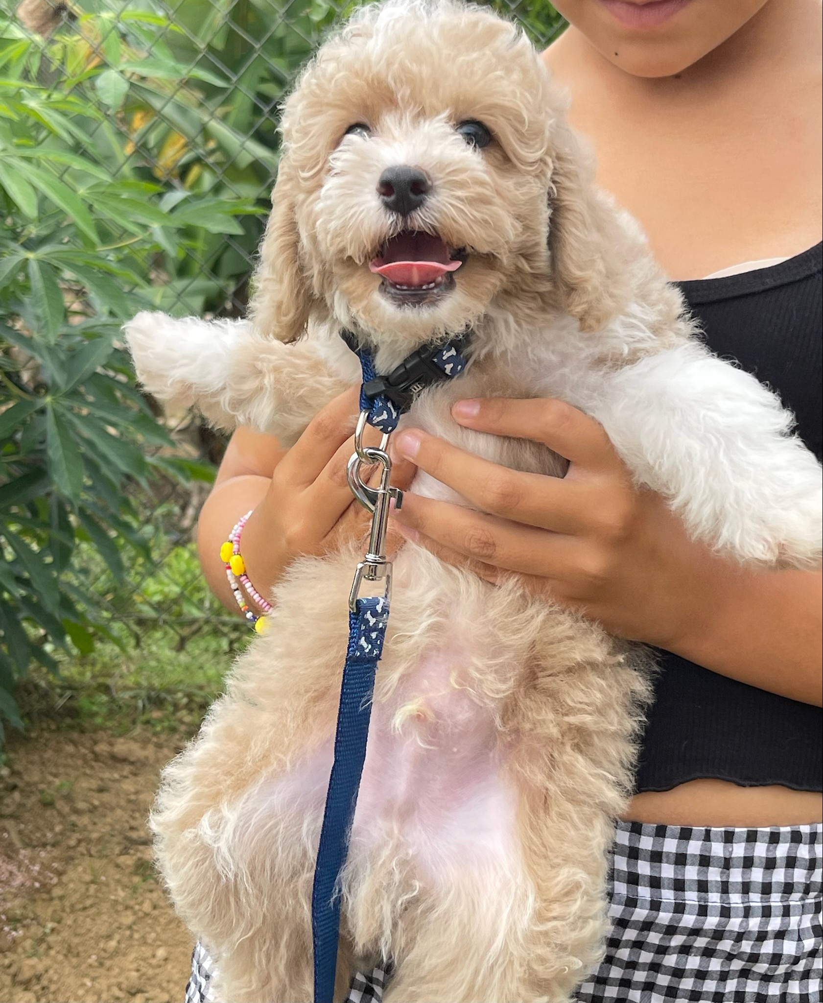 Cute Poodle Purebred Pup