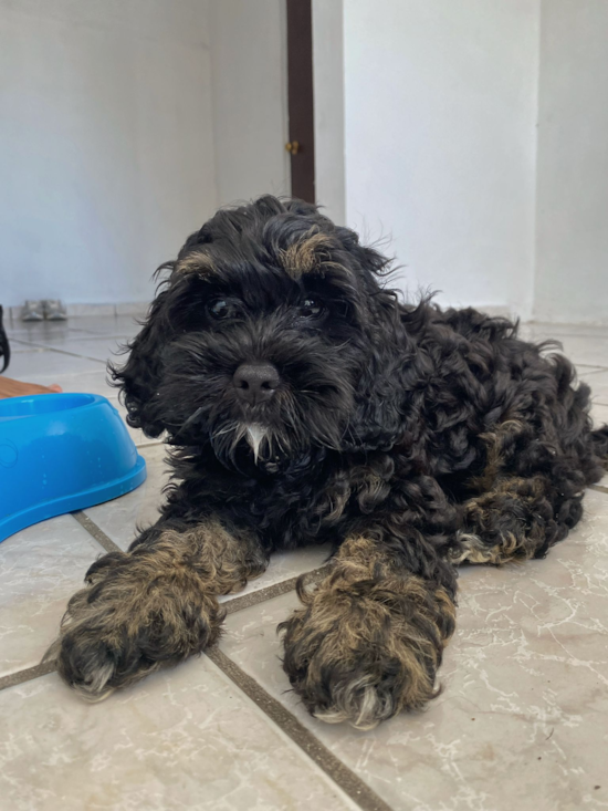 Cockapoo