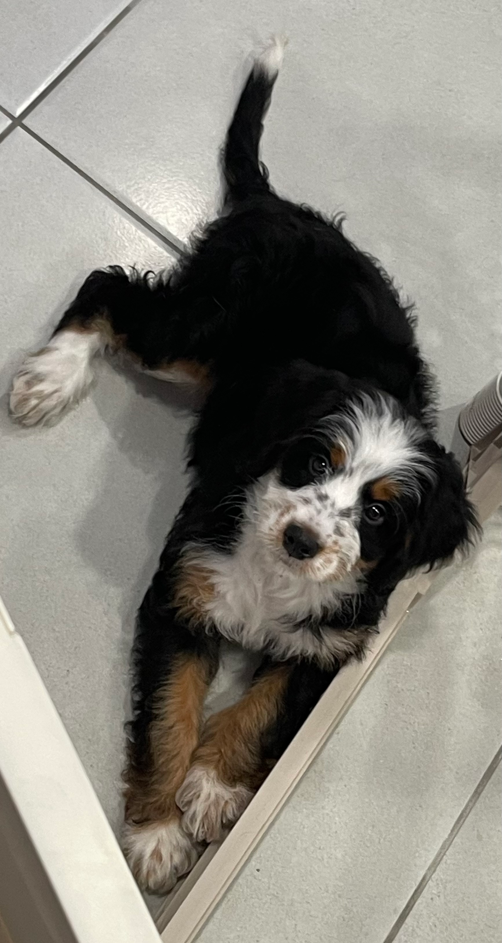 Mini Bernedoodle Puppy for Adoption