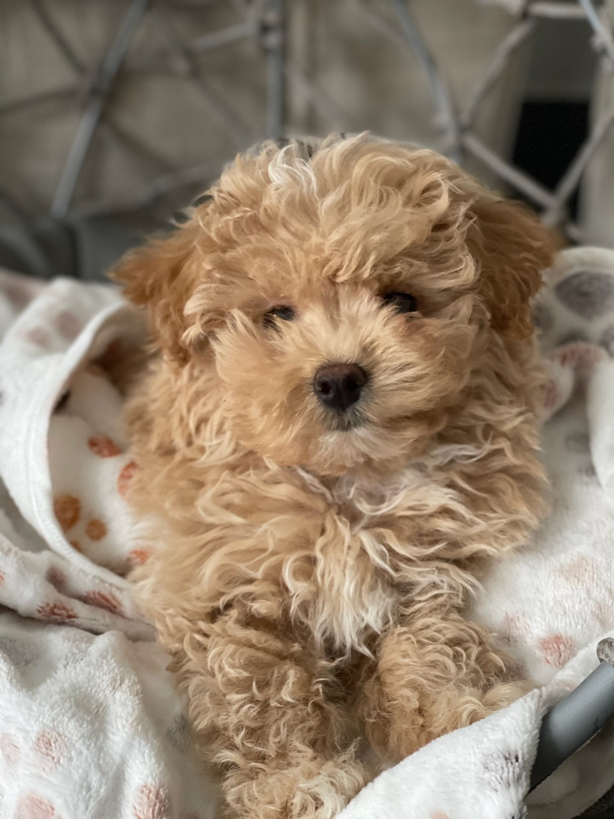 Smart Morkie Designer Pup