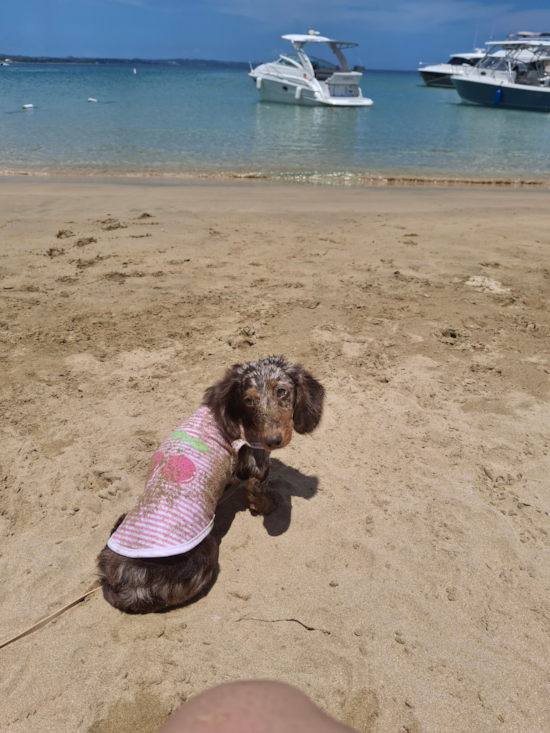 Dachshund