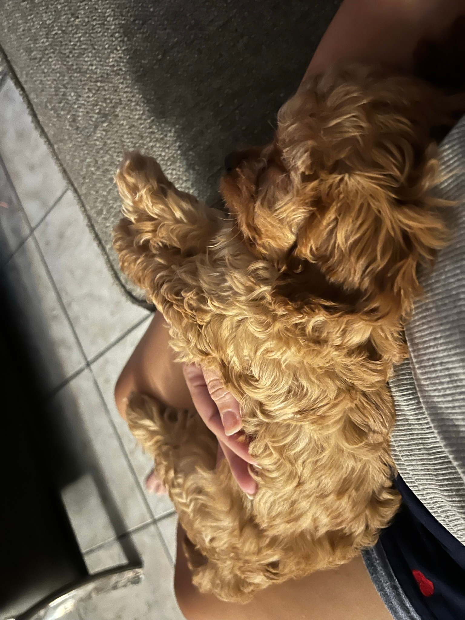 Playful Cavoodle Poodle Mix Puppy