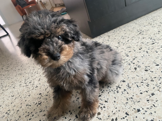 Poodle