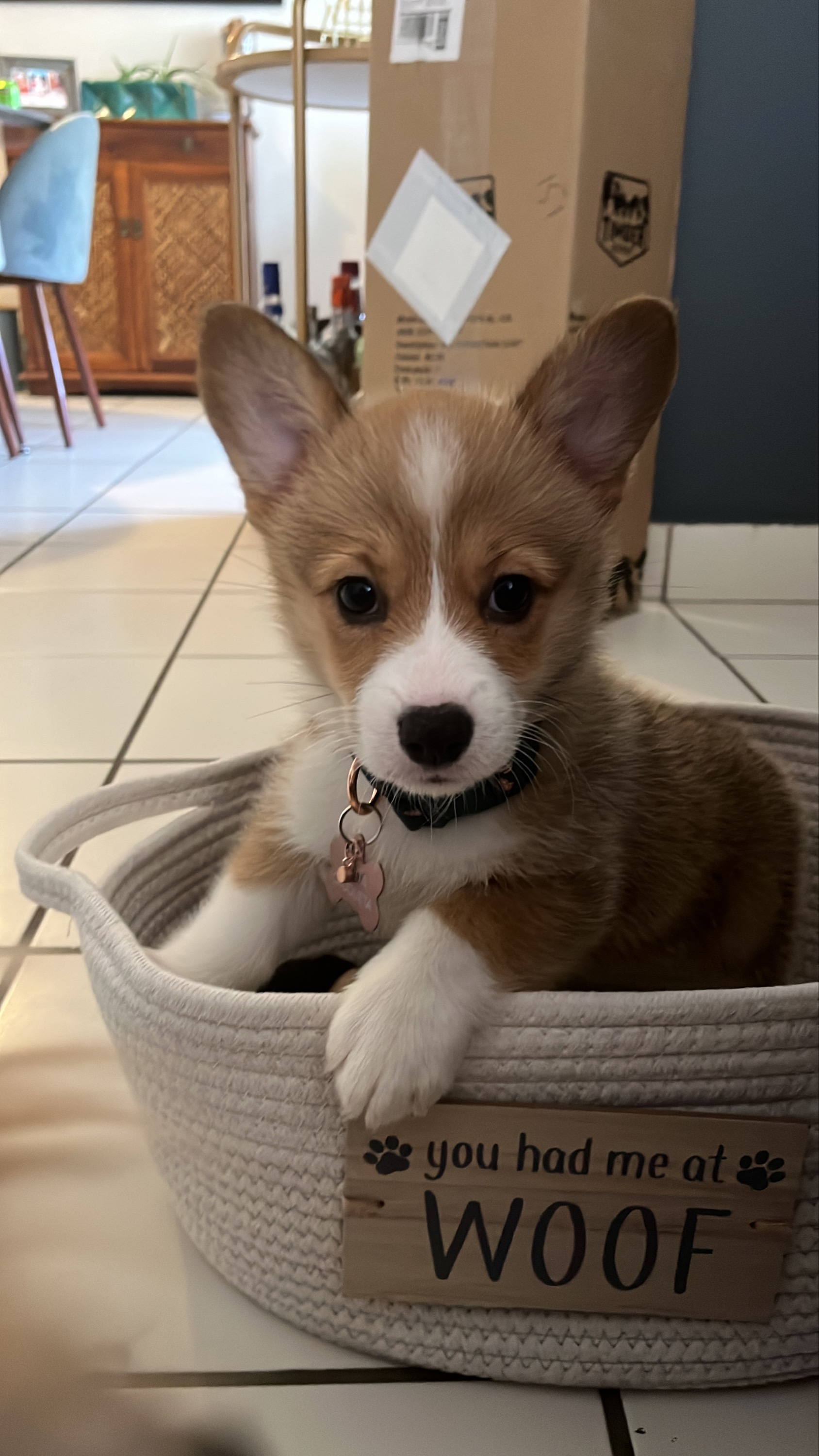 Cute Pembroke Welsh Corgi Purebred Pup