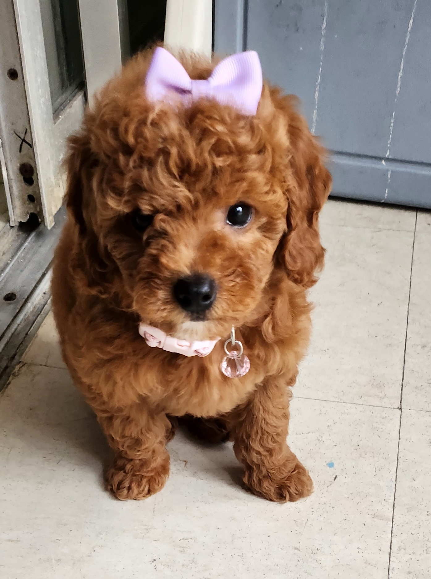 Mini Goldendoodle Puppy for Adoption