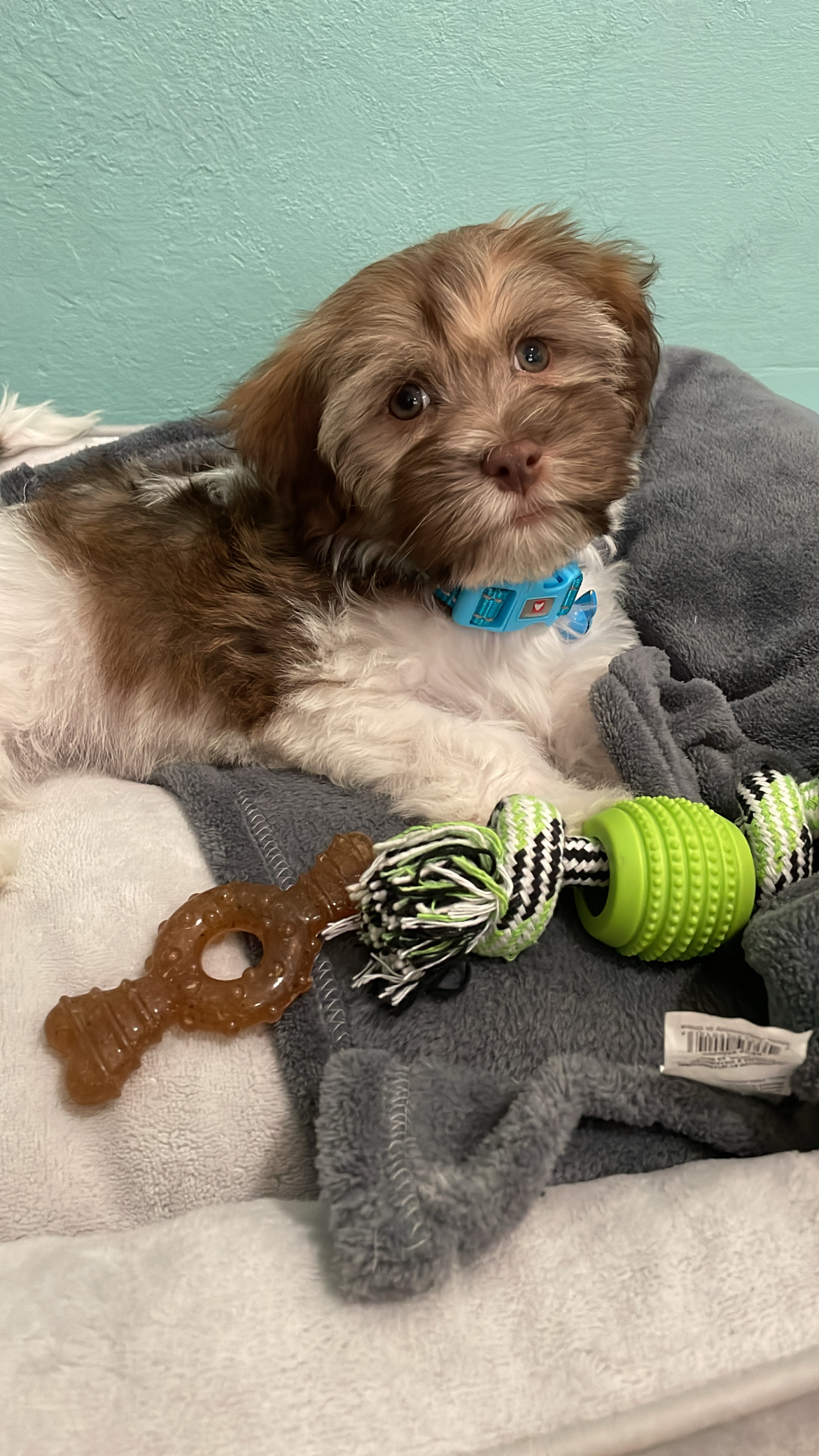 Best Havanese Baby