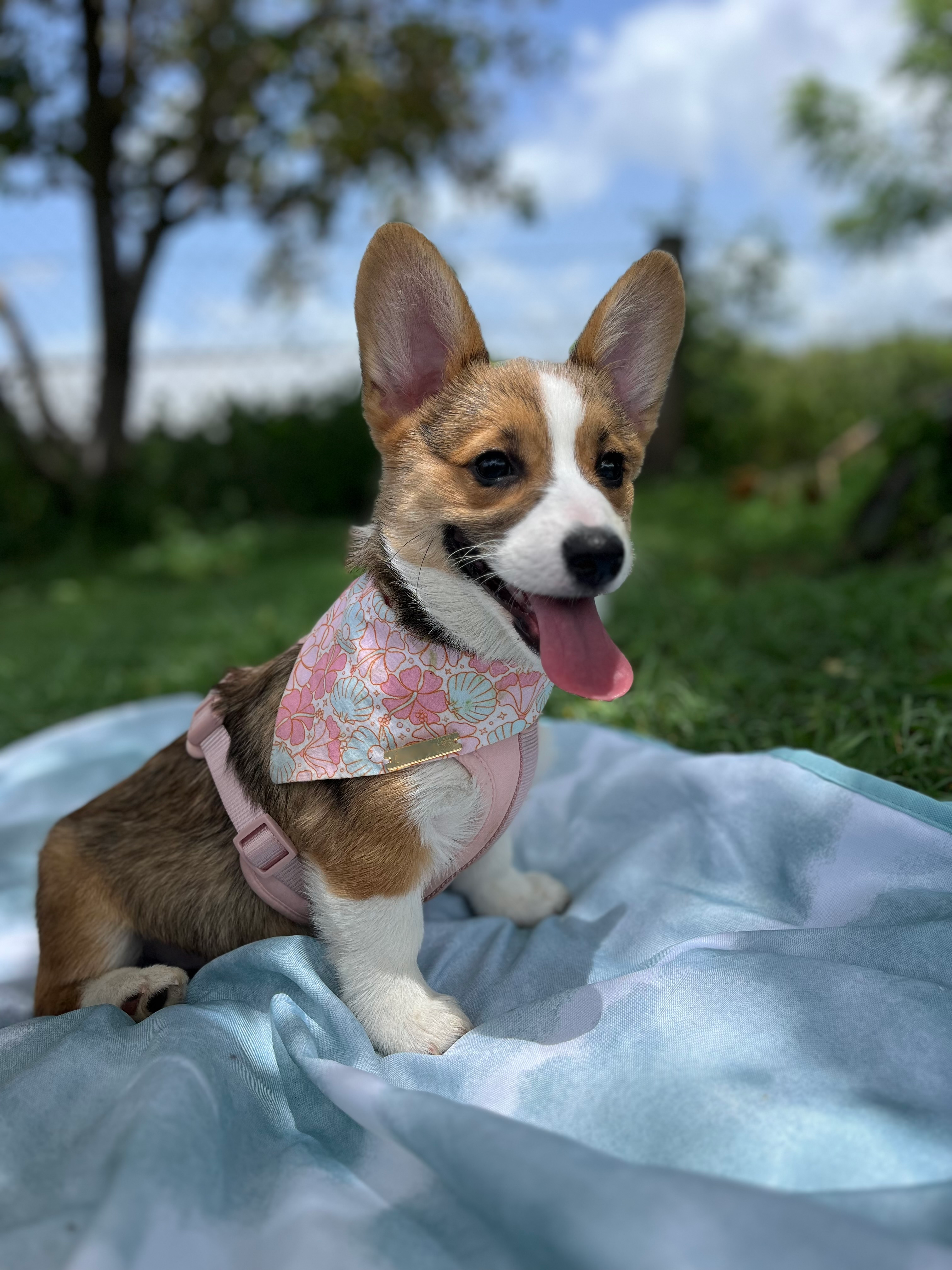 Adorable Corgi Purebred Puppy