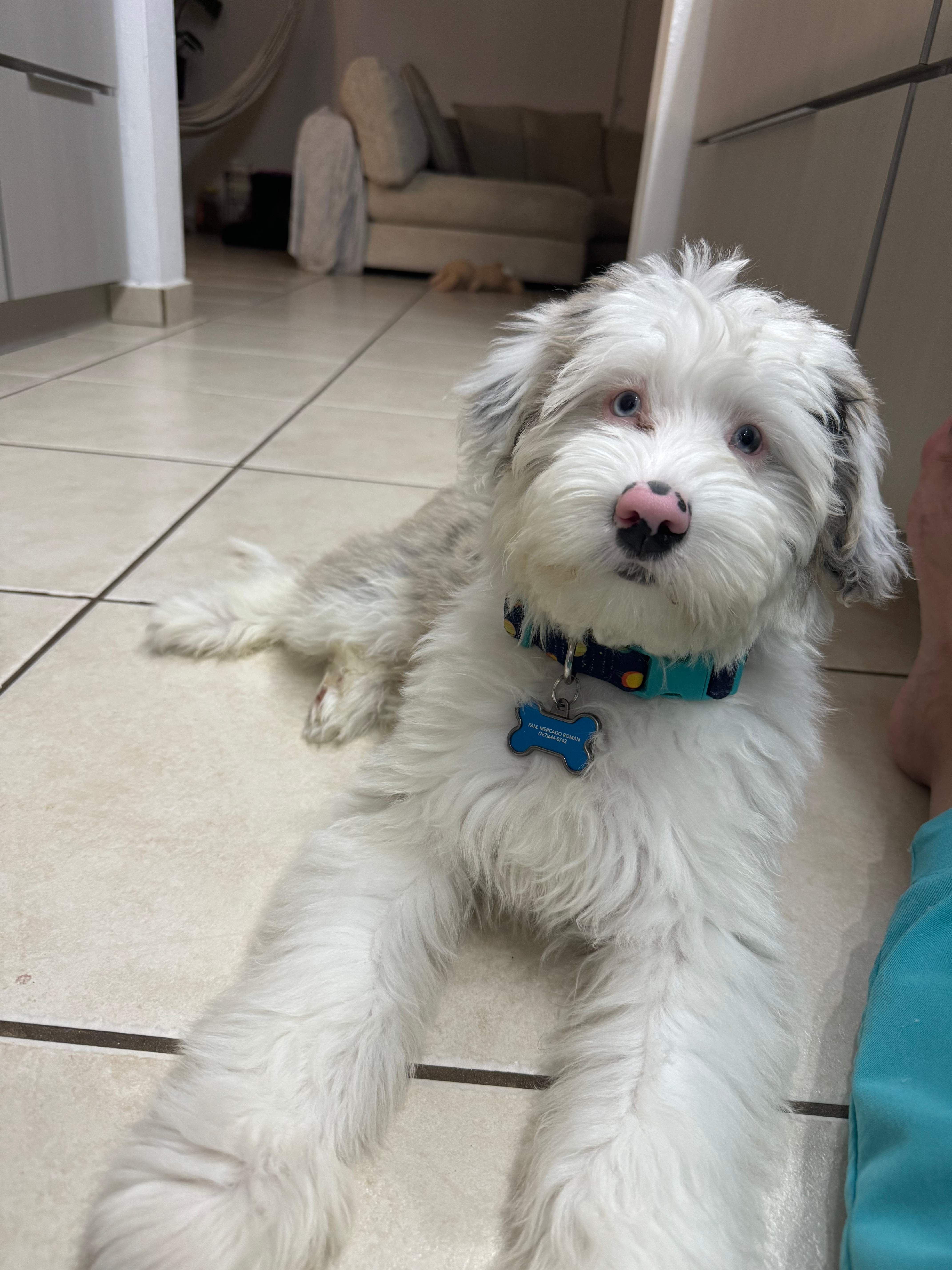 Mini Sheepadoodle Puppy for Adoption