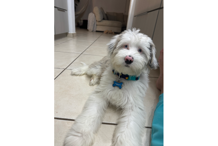 Mini Sheepadoodle Puppy for Adoption