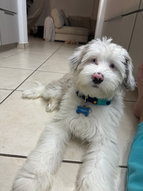 Mini Sheepadoodle