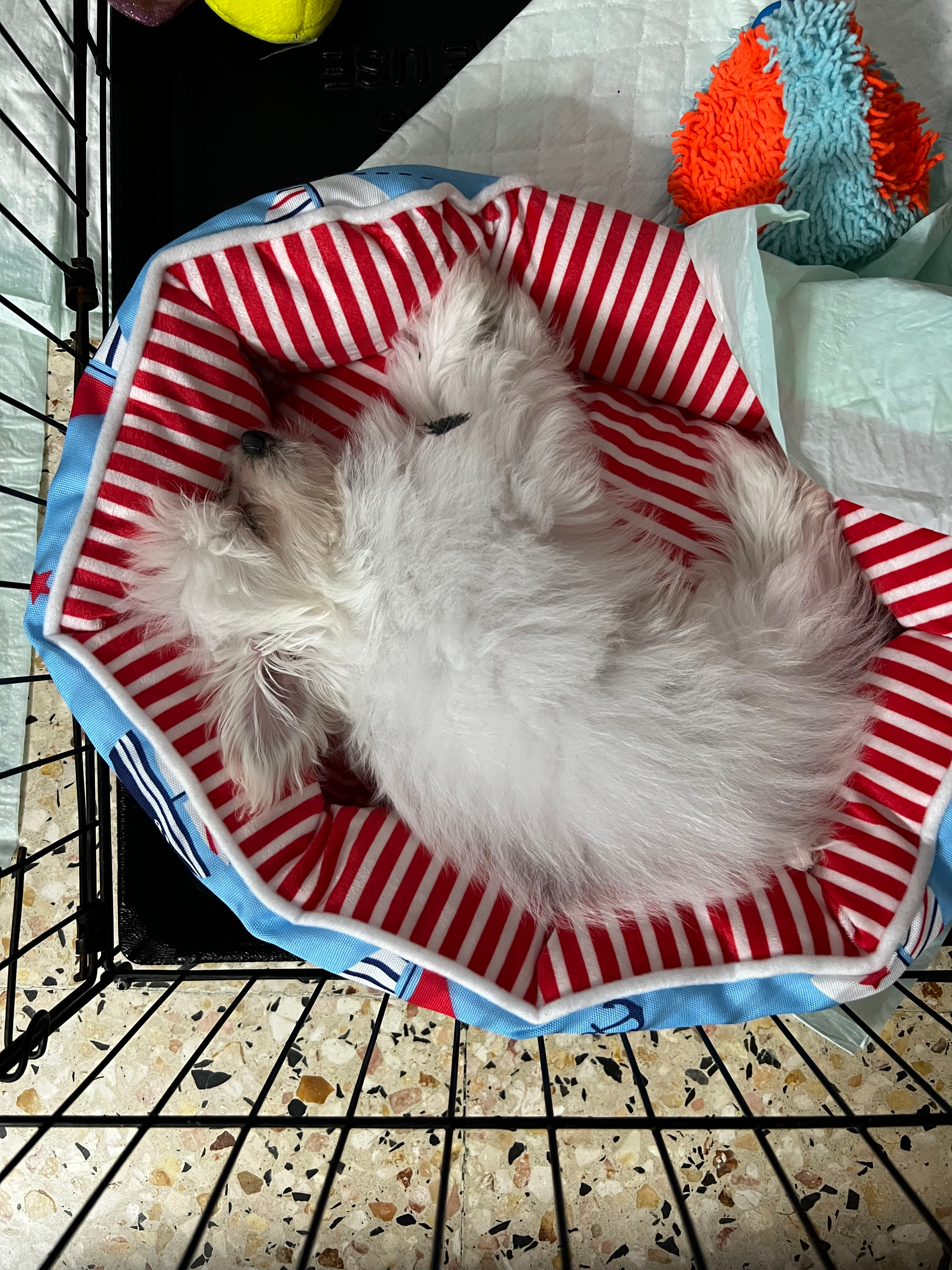 Best Maltipom Baby