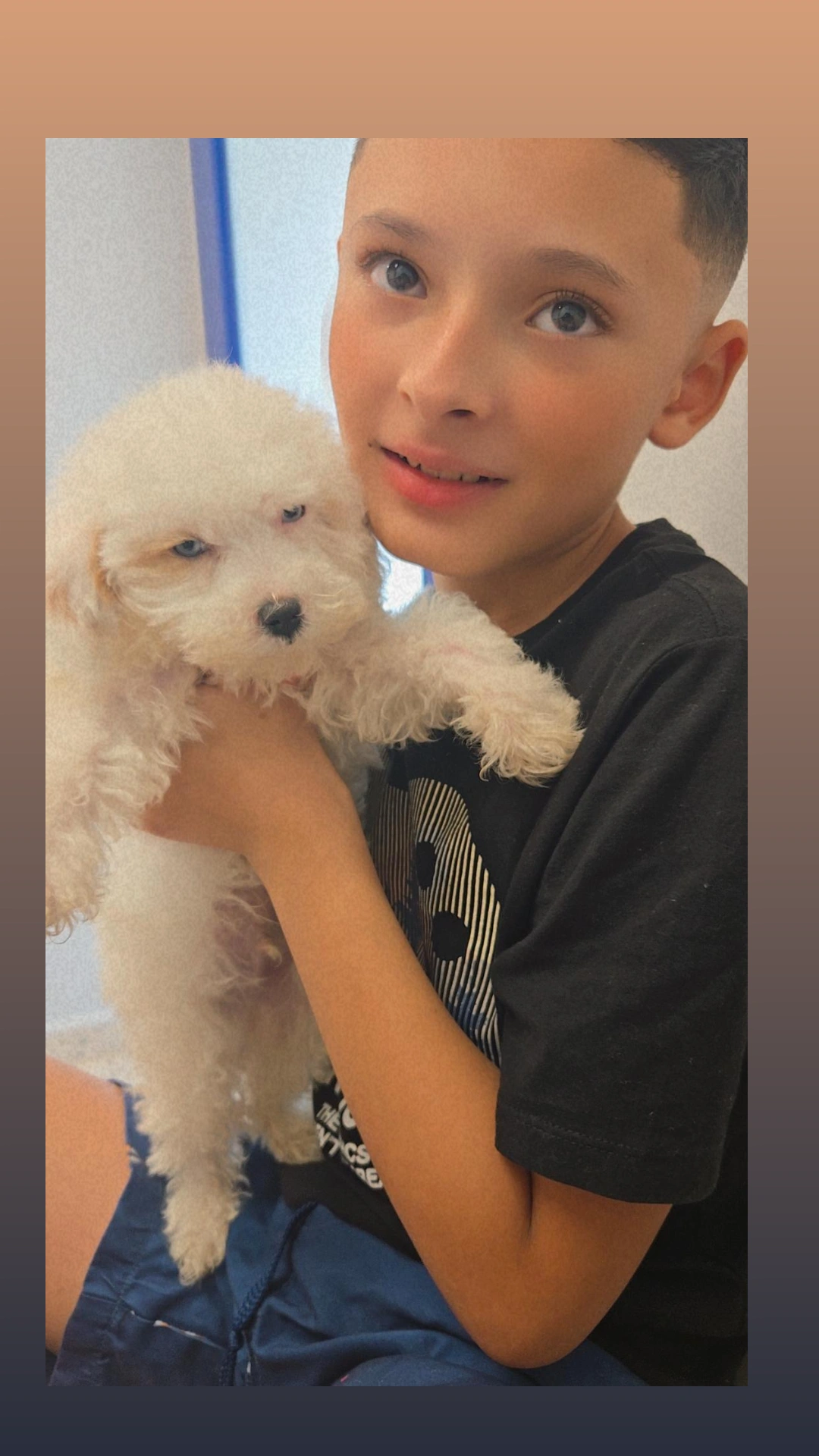Maltipoo Puppy for Adoption