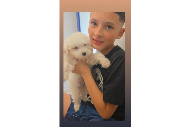 Maltipoo Puppy for Adoption