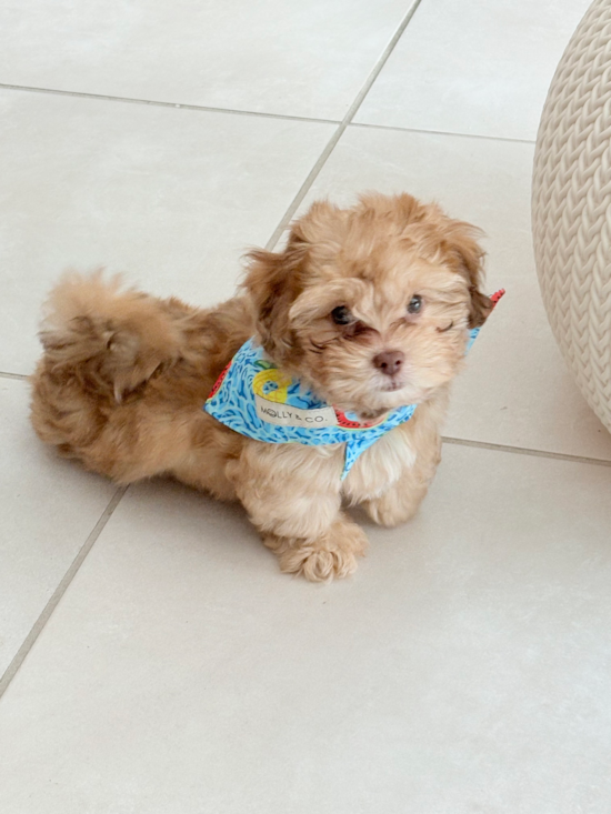 Shih Poo