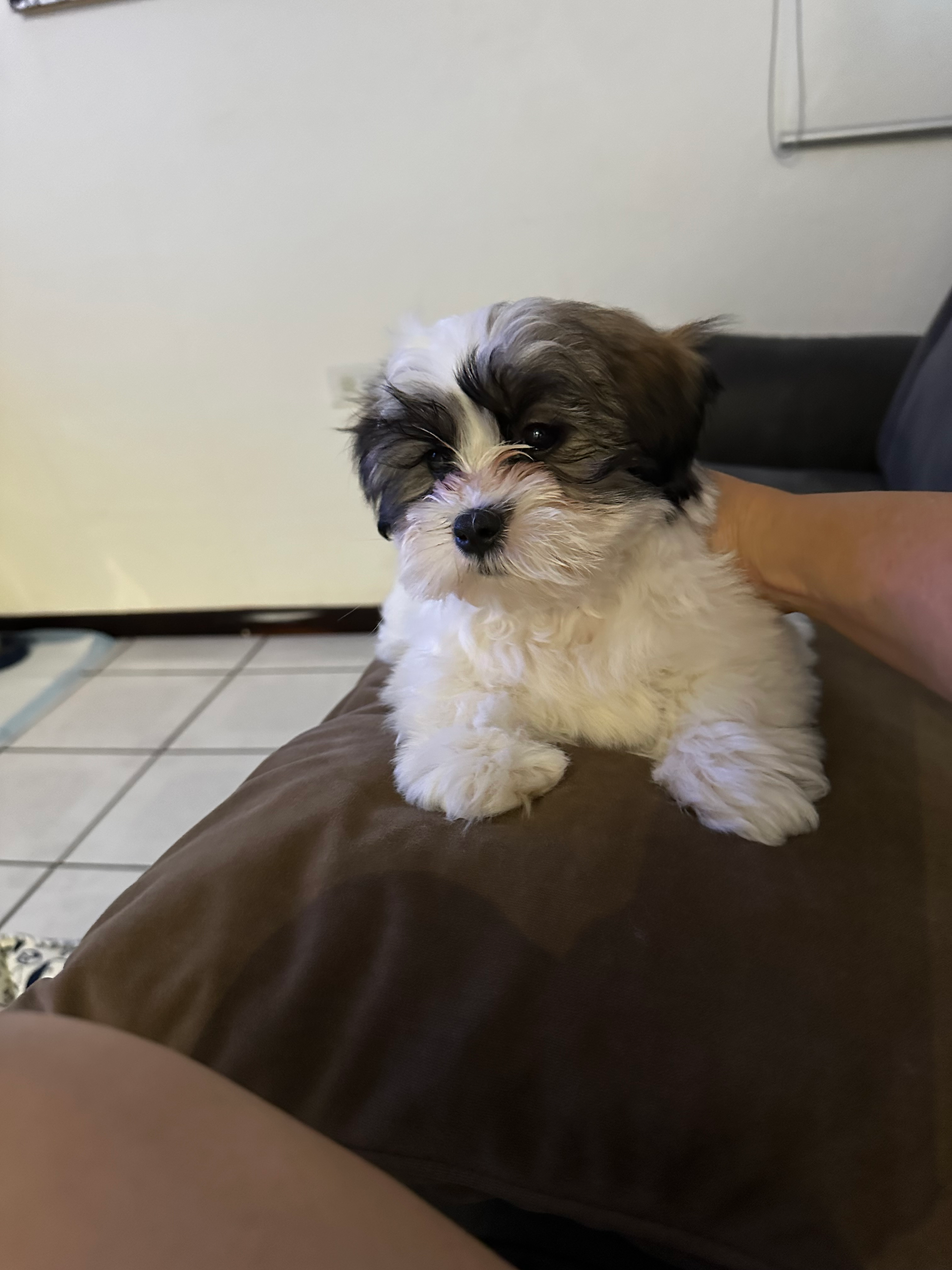 Teddy Bear Pup Being Cute