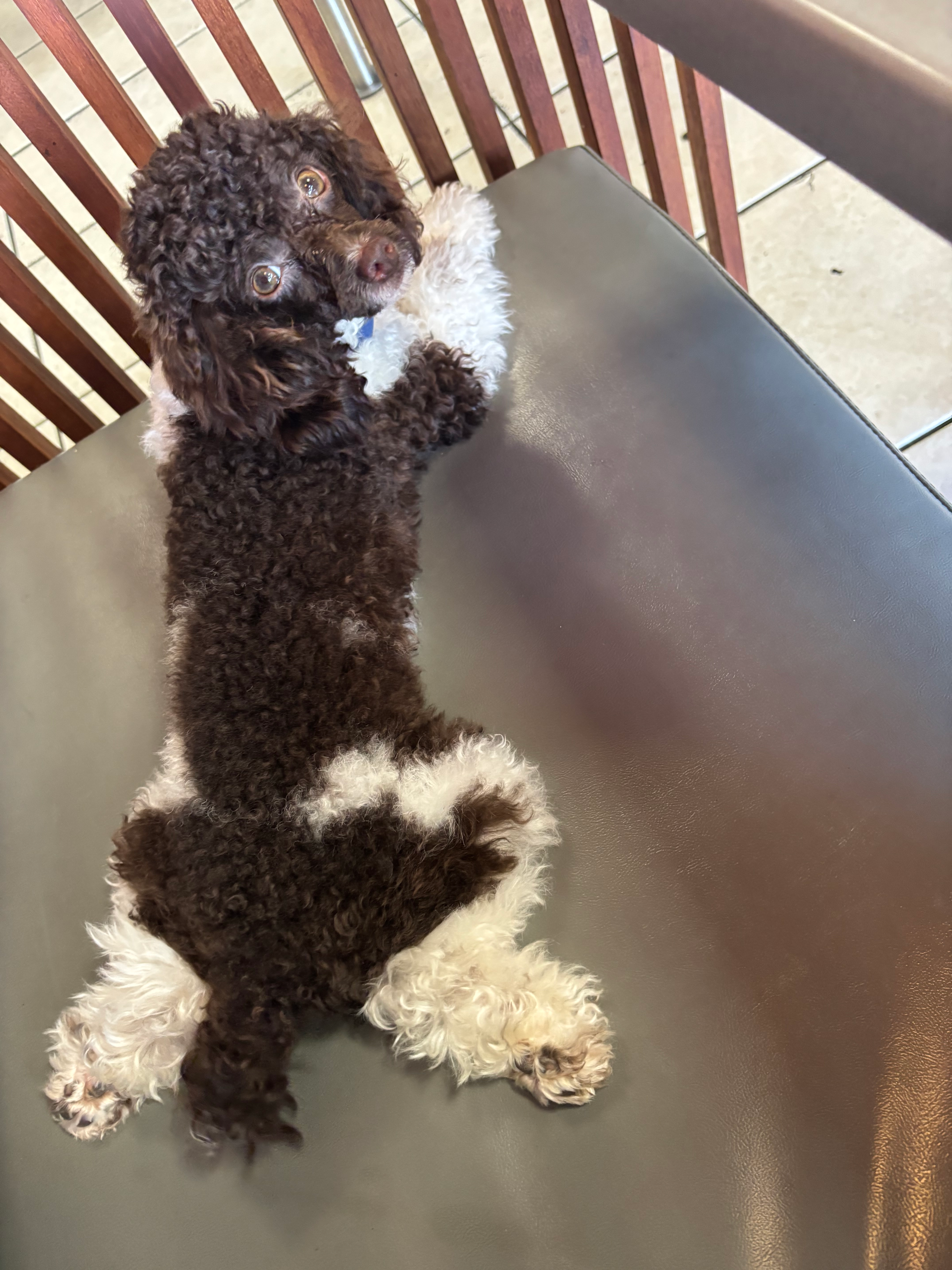 Poodle Puppy for Adoption