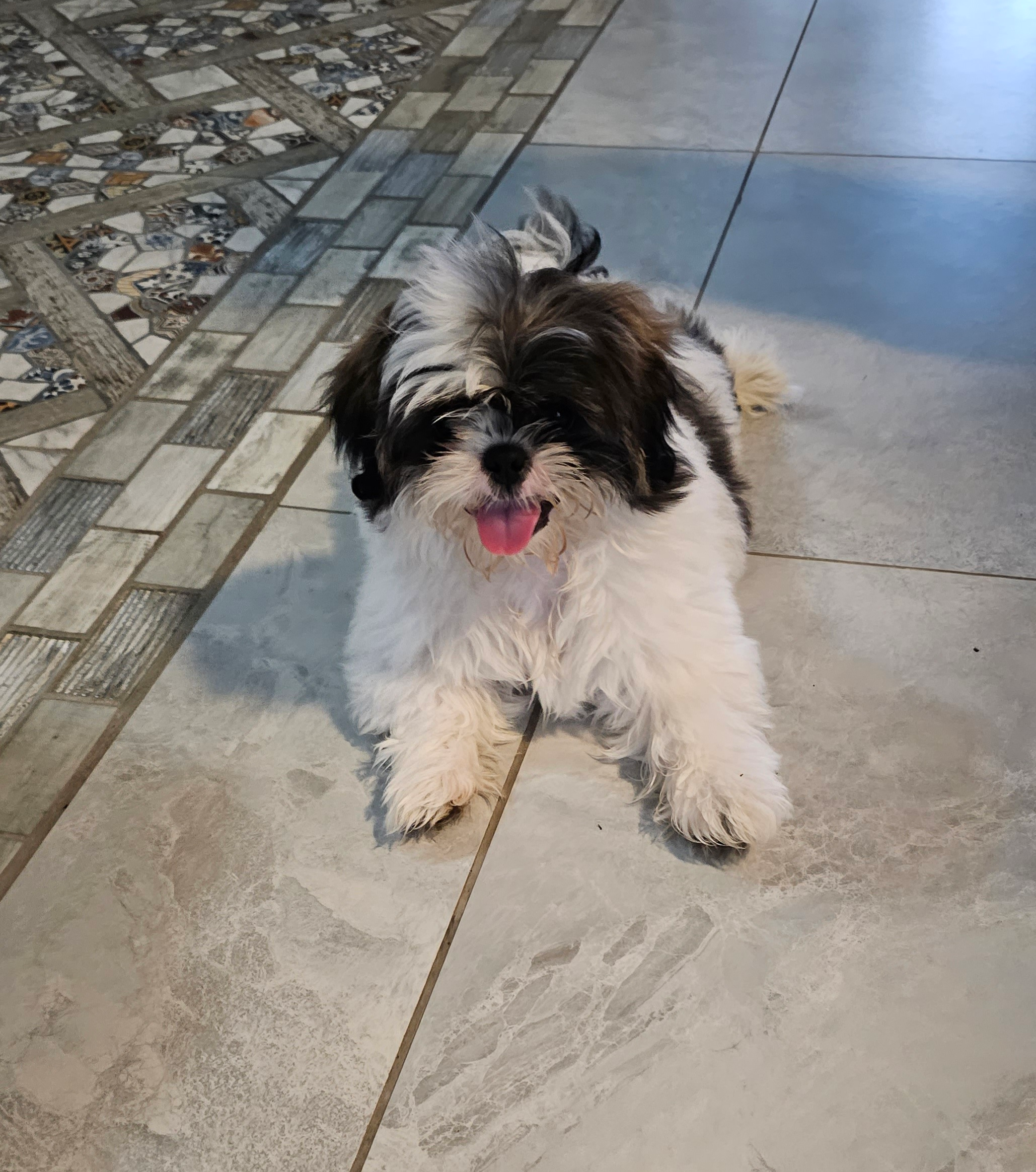 Cute Shitzu Purebred Puppy