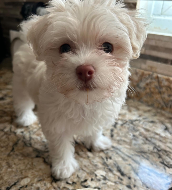 Havanese