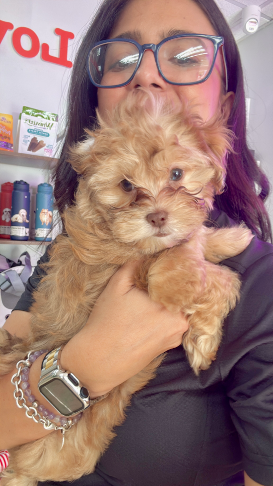 Shih Poo