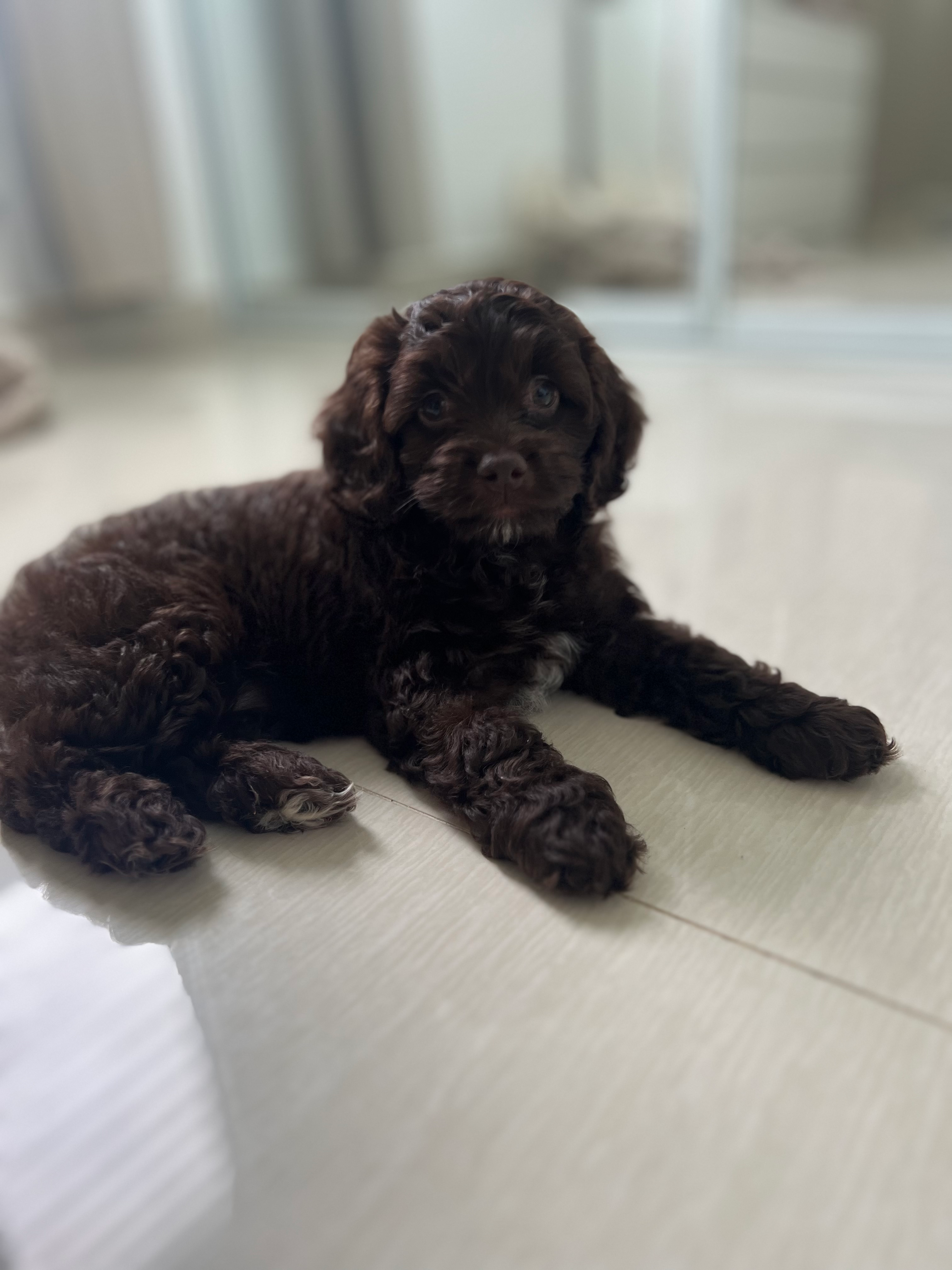 Best Cockapoo Baby