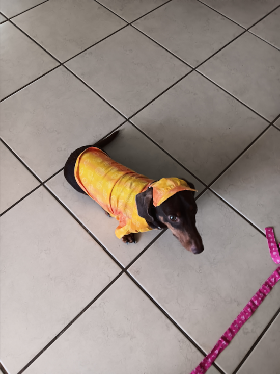 Dachshund