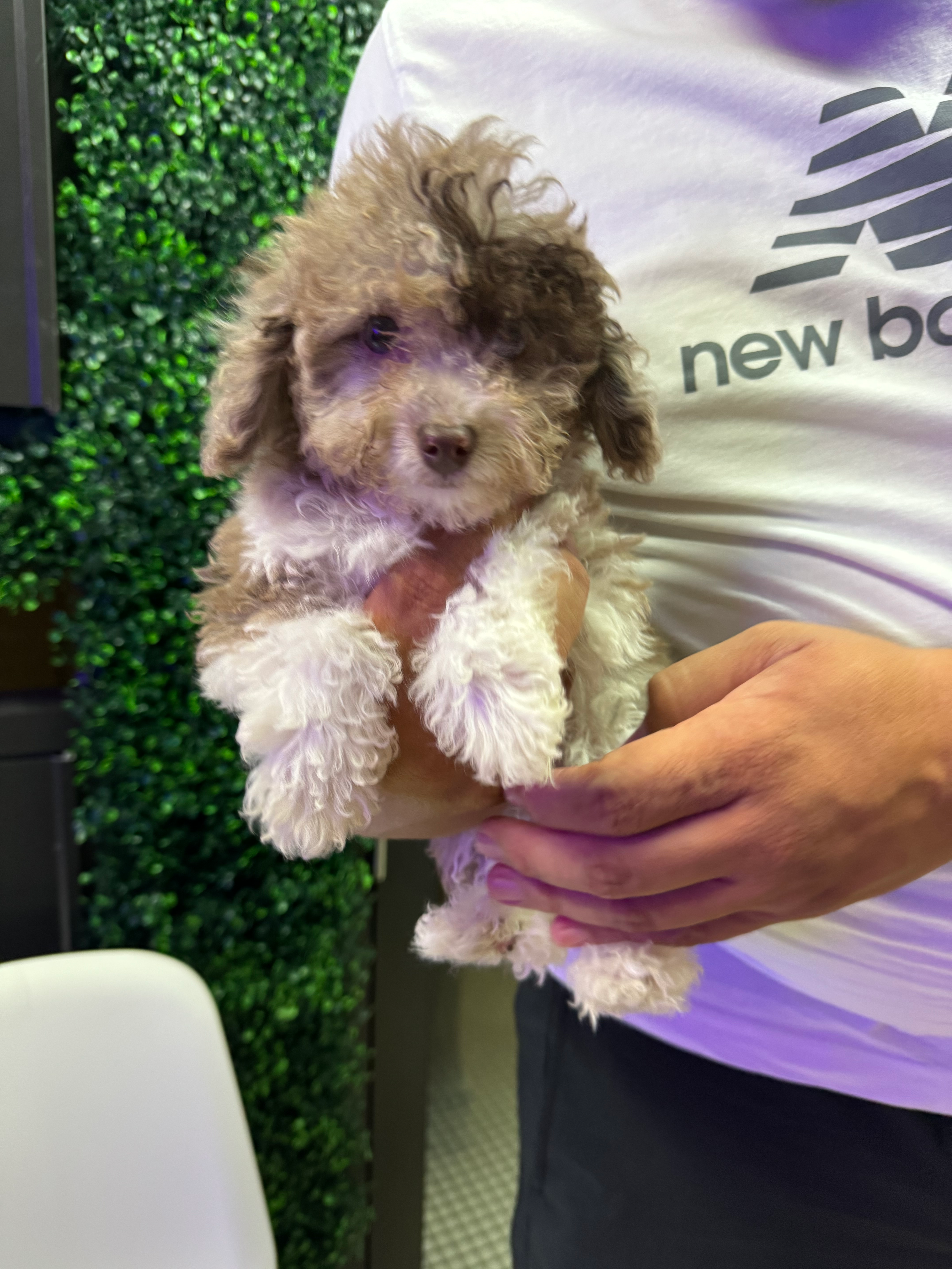 Poodle Puppy for Adoption