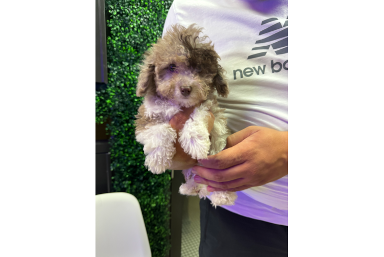 Poodle Puppy for Adoption