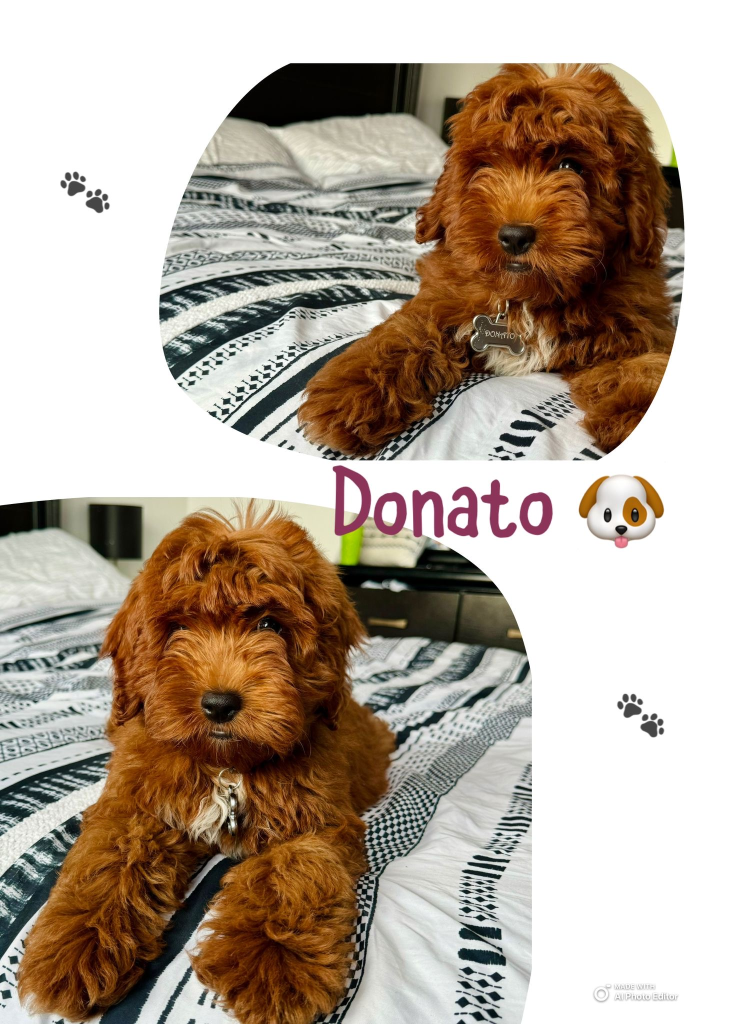Little Mini Goldenpoo Poodle Mix Puppy