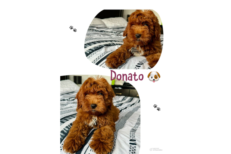 Little Mini Goldenpoo Poodle Mix Puppy