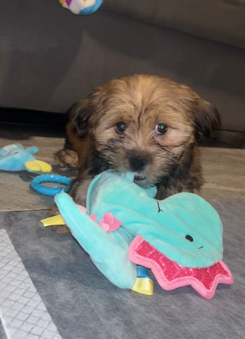Shorkie Pup Being Cute