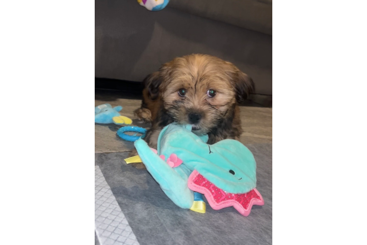 Shorkie Pup Being Cute