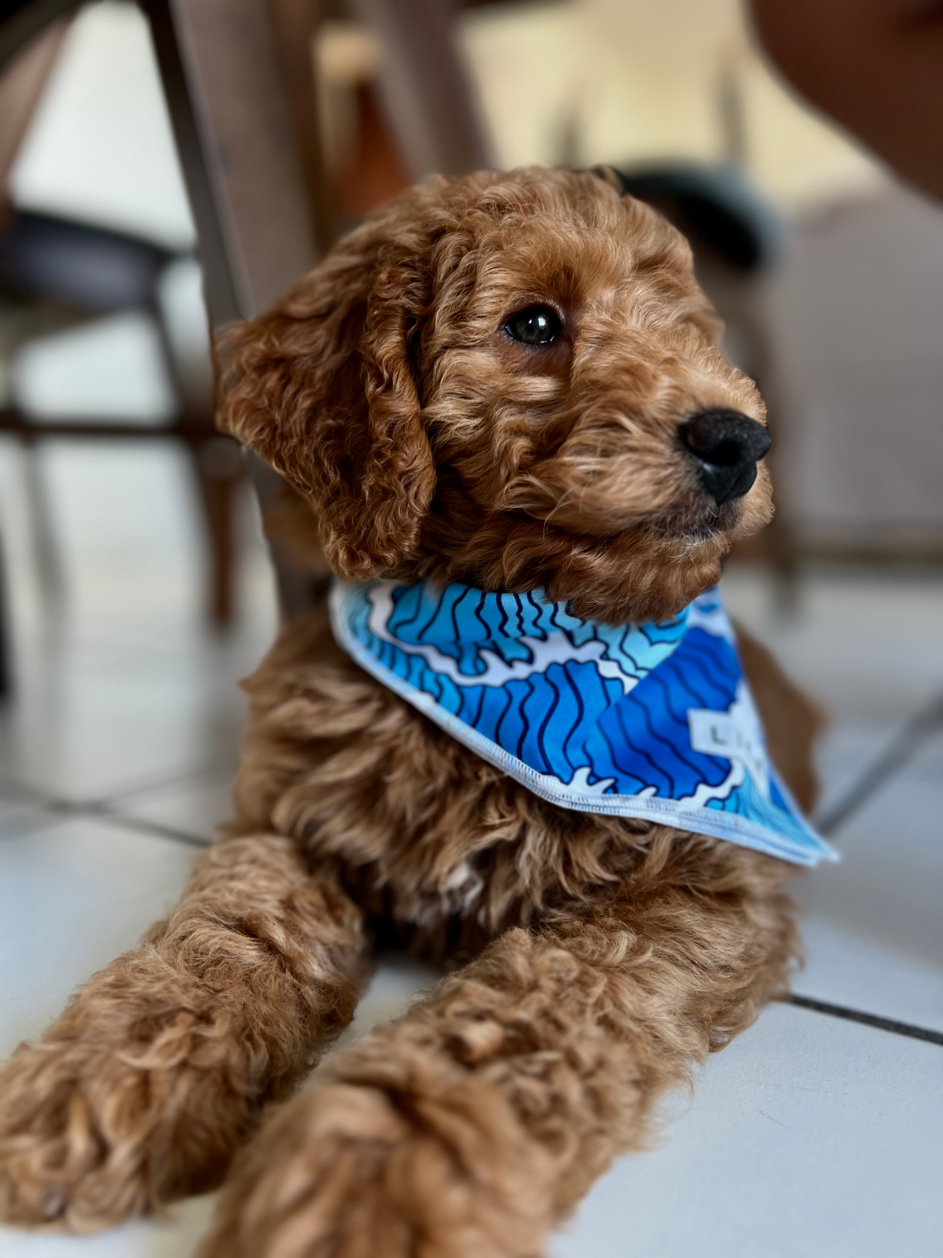 Best Mini Goldendoodle Baby