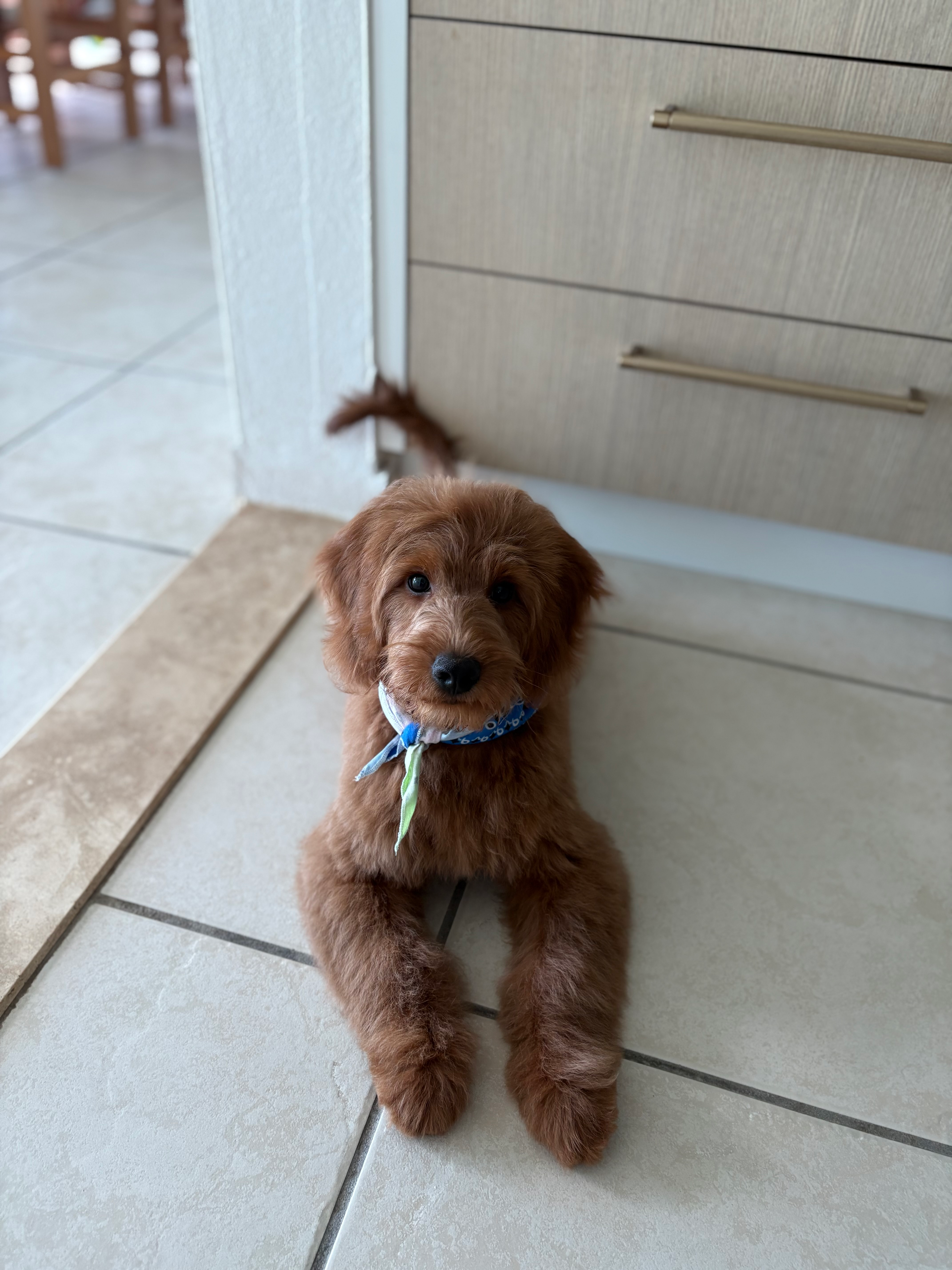 Mini Goldendoodle Pup Being Cute