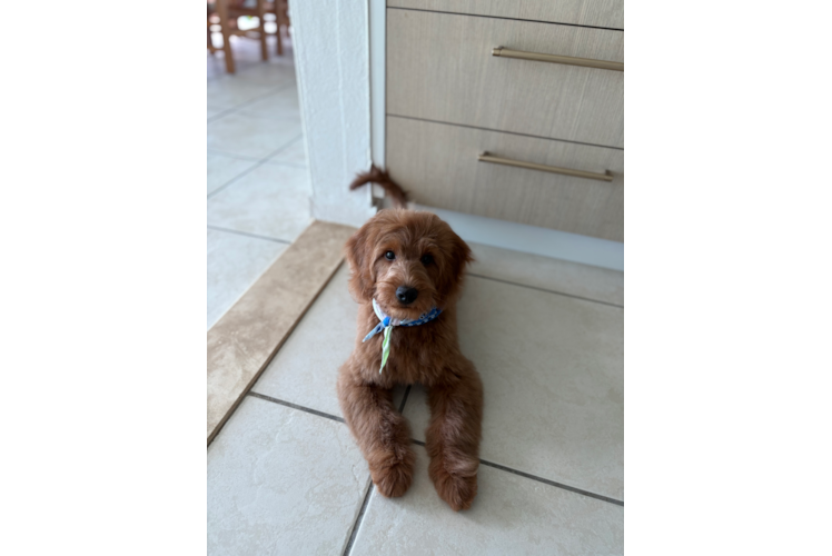 Mini Goldendoodle Pup Being Cute