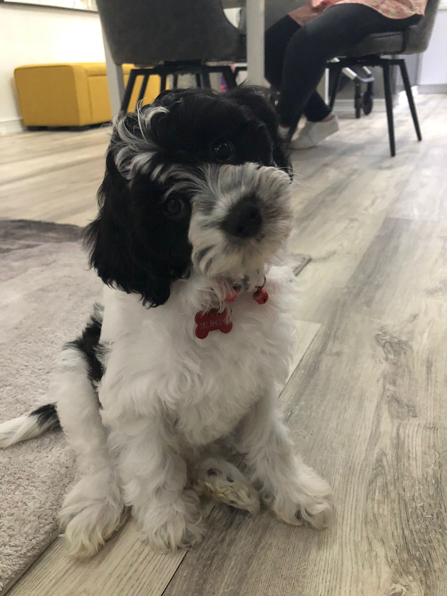 Cute Cockapoo Baby