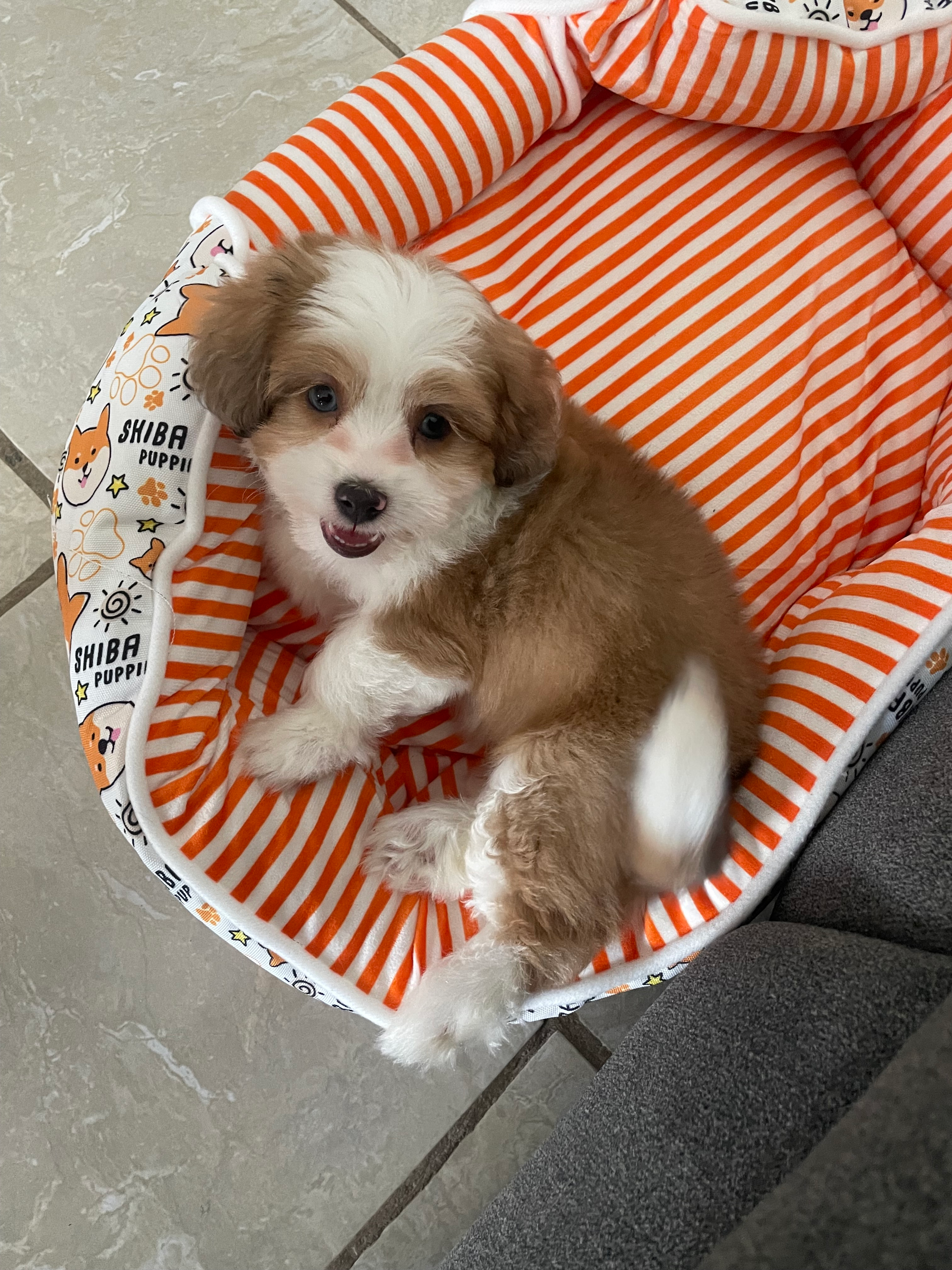 Funny Aussiechon Designer Pup