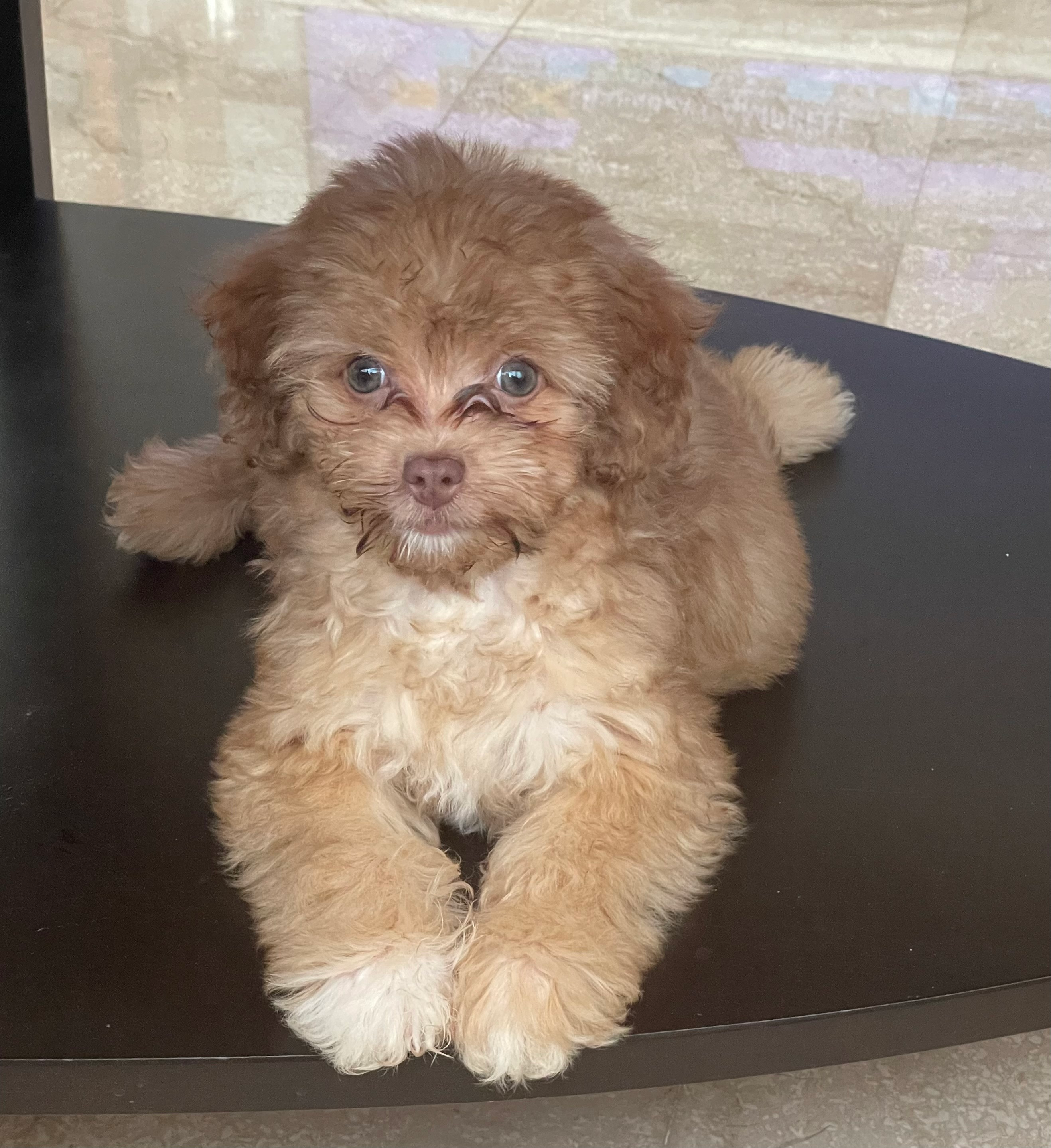 Havapoo Pup Being Cute