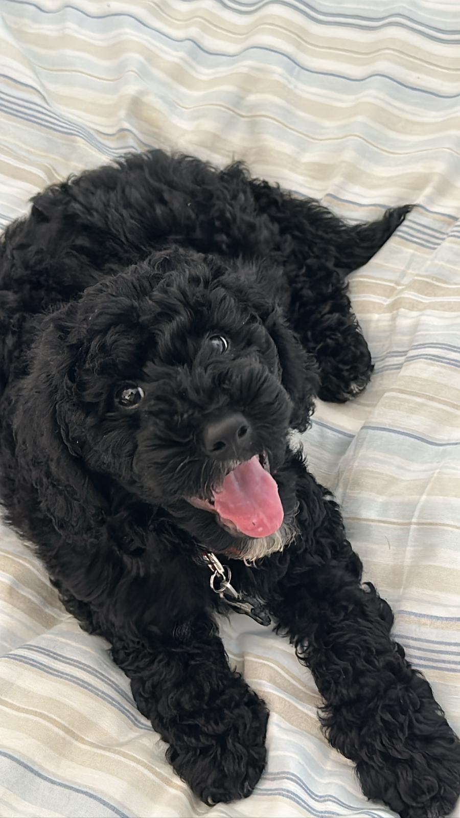 Best Mini Goldendoodle Baby